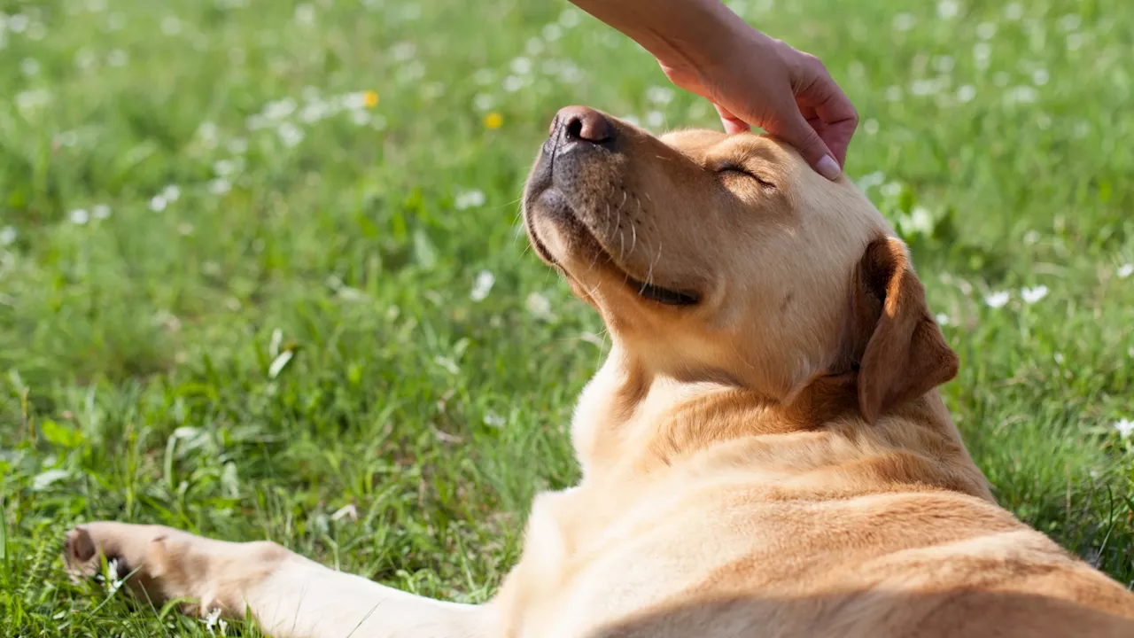 Arf arf: Pups will play at Pershing Square during ‘DTLA Dog Days'