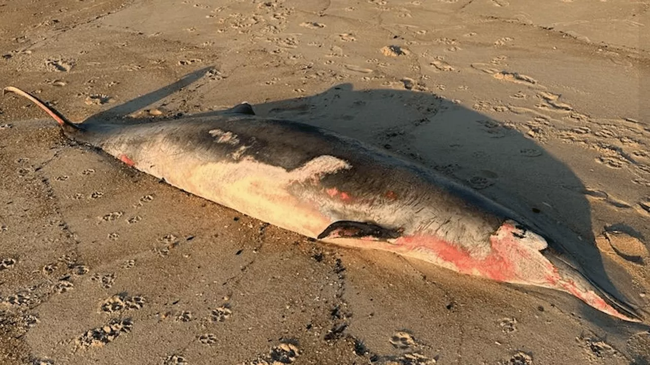 Rare beaked whale washes ashore on NJ beach