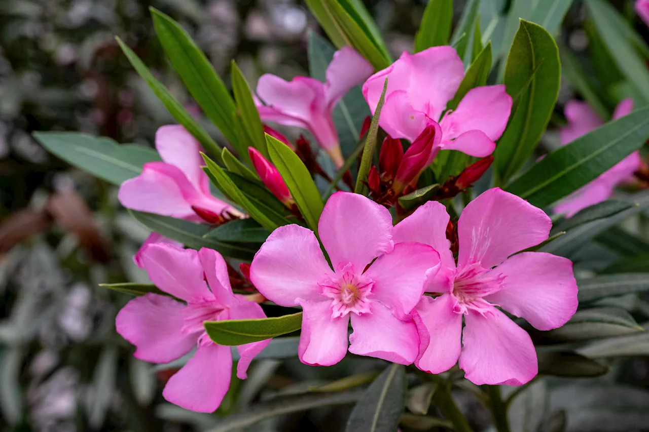Common mistake to avoid if you want an oleander to bloom in your garden