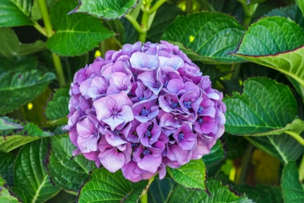 Hydrangeas: here's the best place to plant them so that they can bloom and flourish