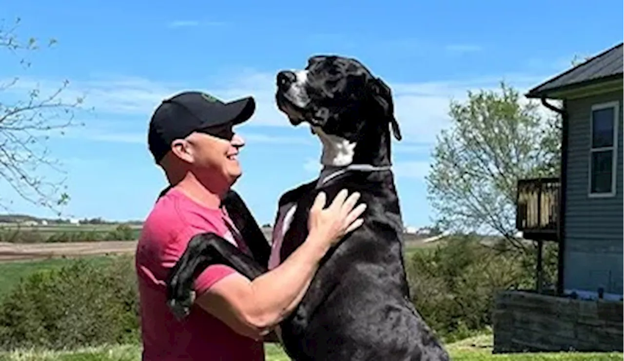 Great Dane Kevin verified as 'World's Tallest Dog'