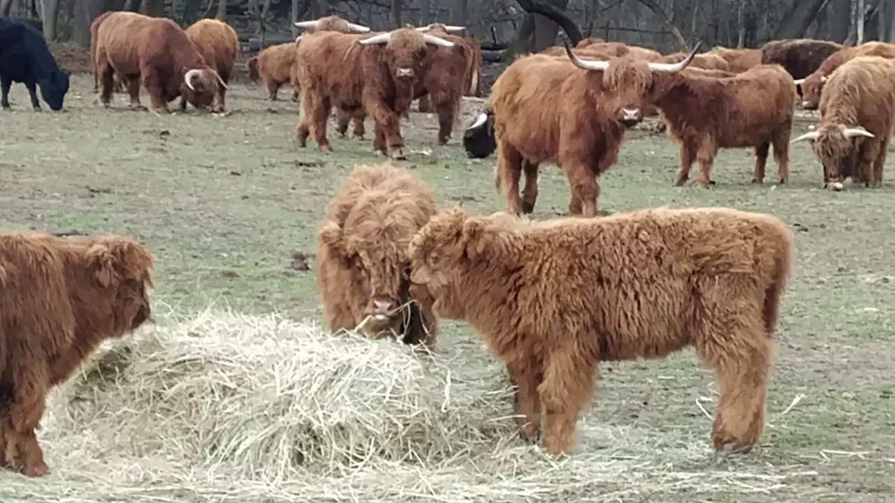 Hochlandrinder entlaufen: Tiere seit mehreren Tagen in freier Wildbahn