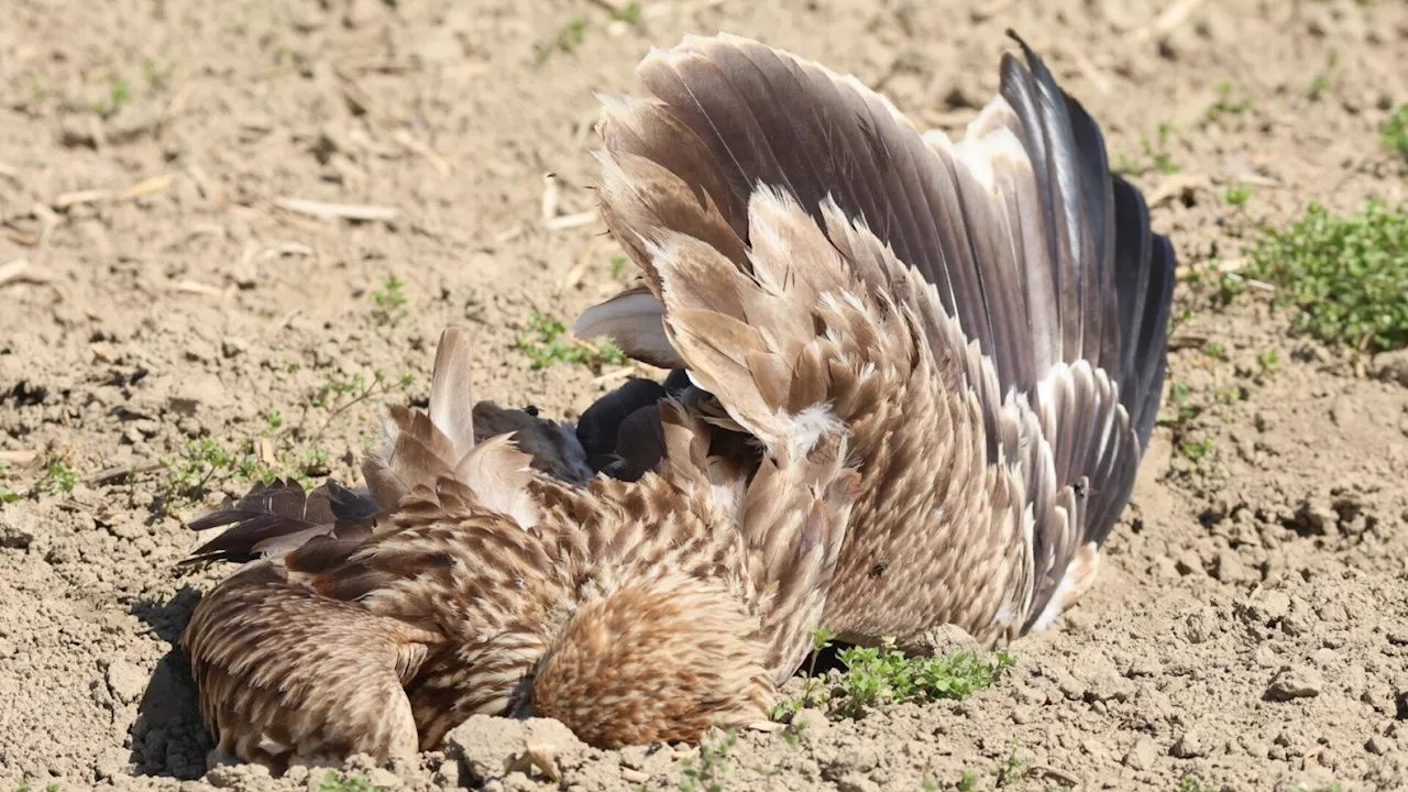 Kaiseradler vergiftet: BirdLife erstattet Anzeige & bittet um Hinweise