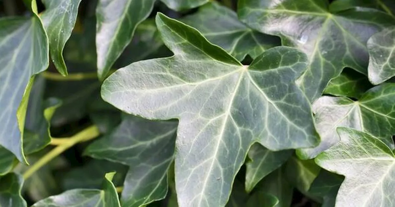 Gardener's 30p hack to kill 'old invasive ivy' overnight