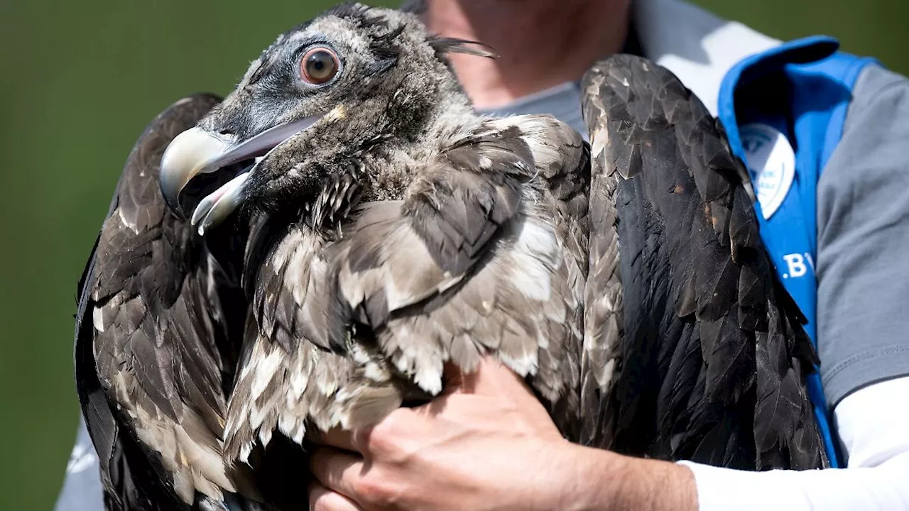 Bayern: Sturz nach Streit am Fels: Vogelschützer retten Bartgeier