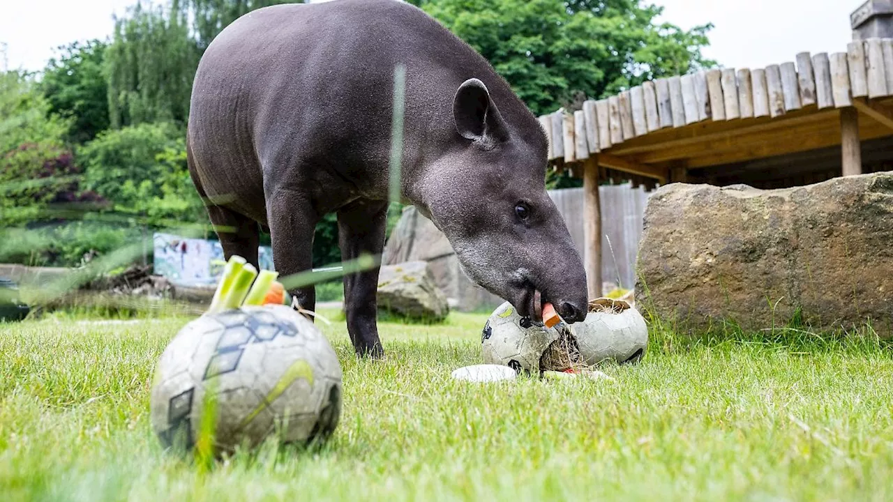 Nordrhein-Westfalen: Oh nein: Orakel Tapir Theo tippt auf Schottland