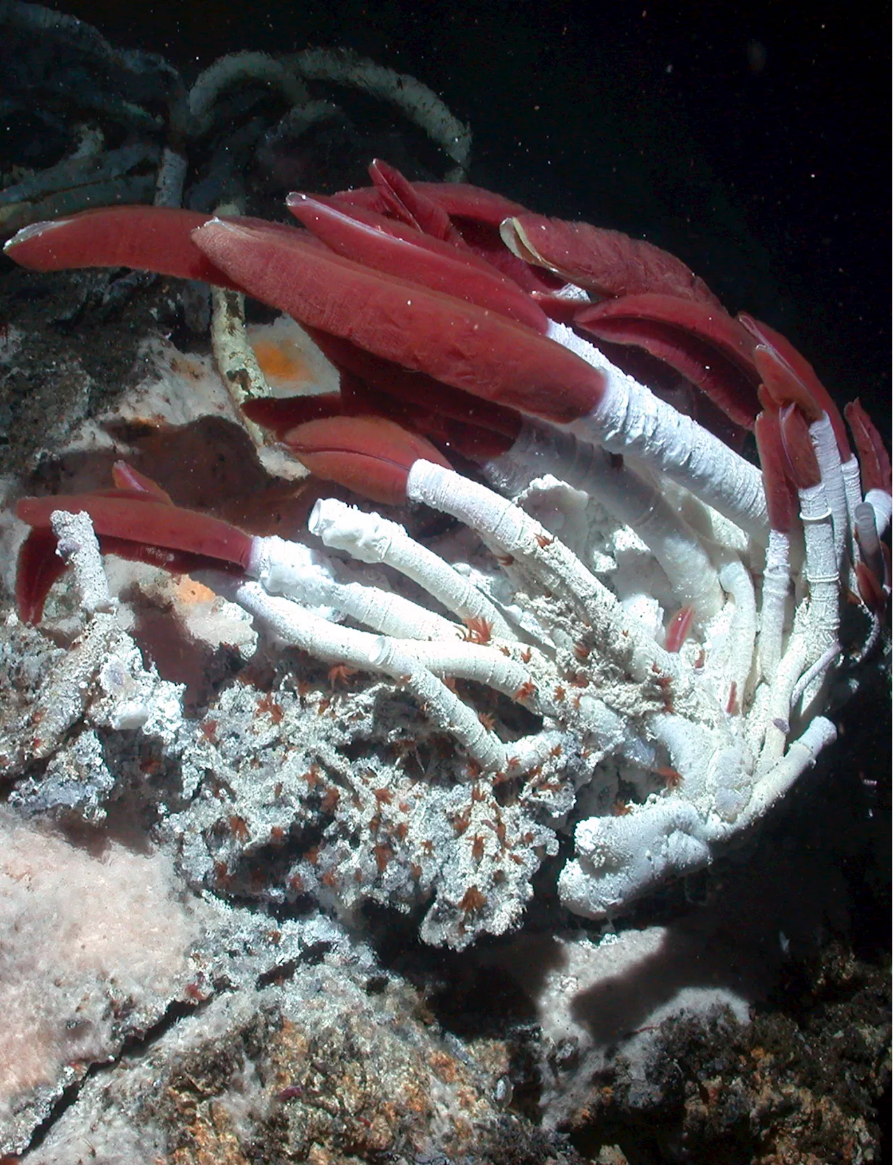 Giant deep-sea vent tubeworm symbionts use two carbon fixation pathways to grow at record speeds