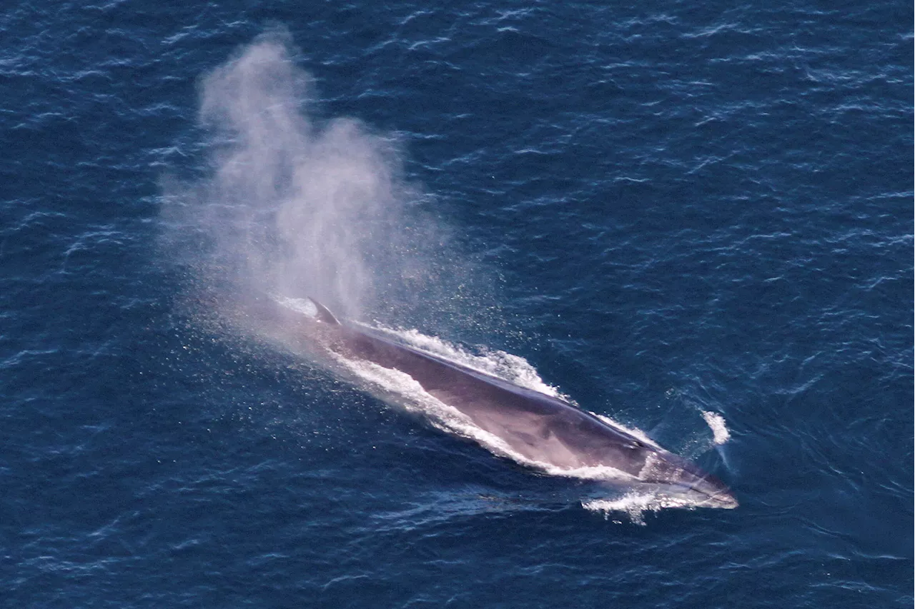 Large number of whale sightings off New England, including dozens of endangered sei whales