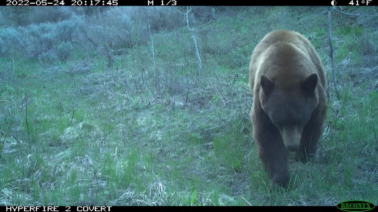 New study shows outdoor recreation noise affects wildlife behavior and habitat use