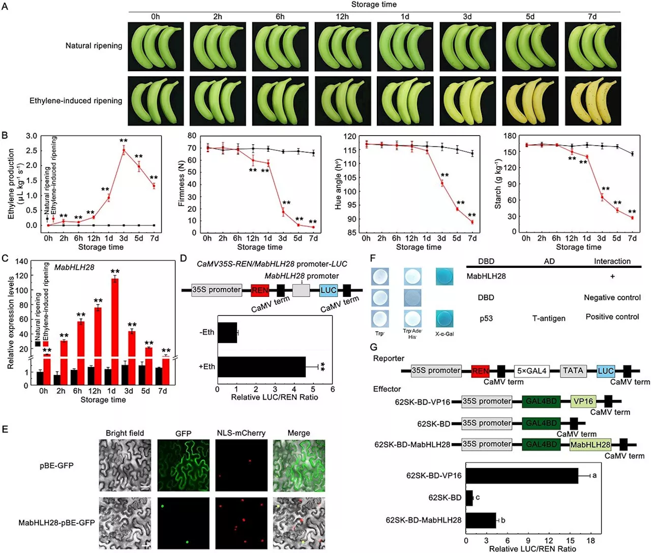 Ripe for knowledge: Unraveling the genetic ties of banana softening