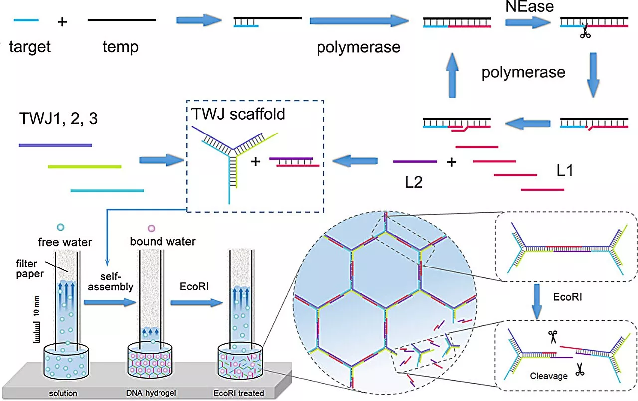 Scientists propose distance-based visual miRNA biosensor