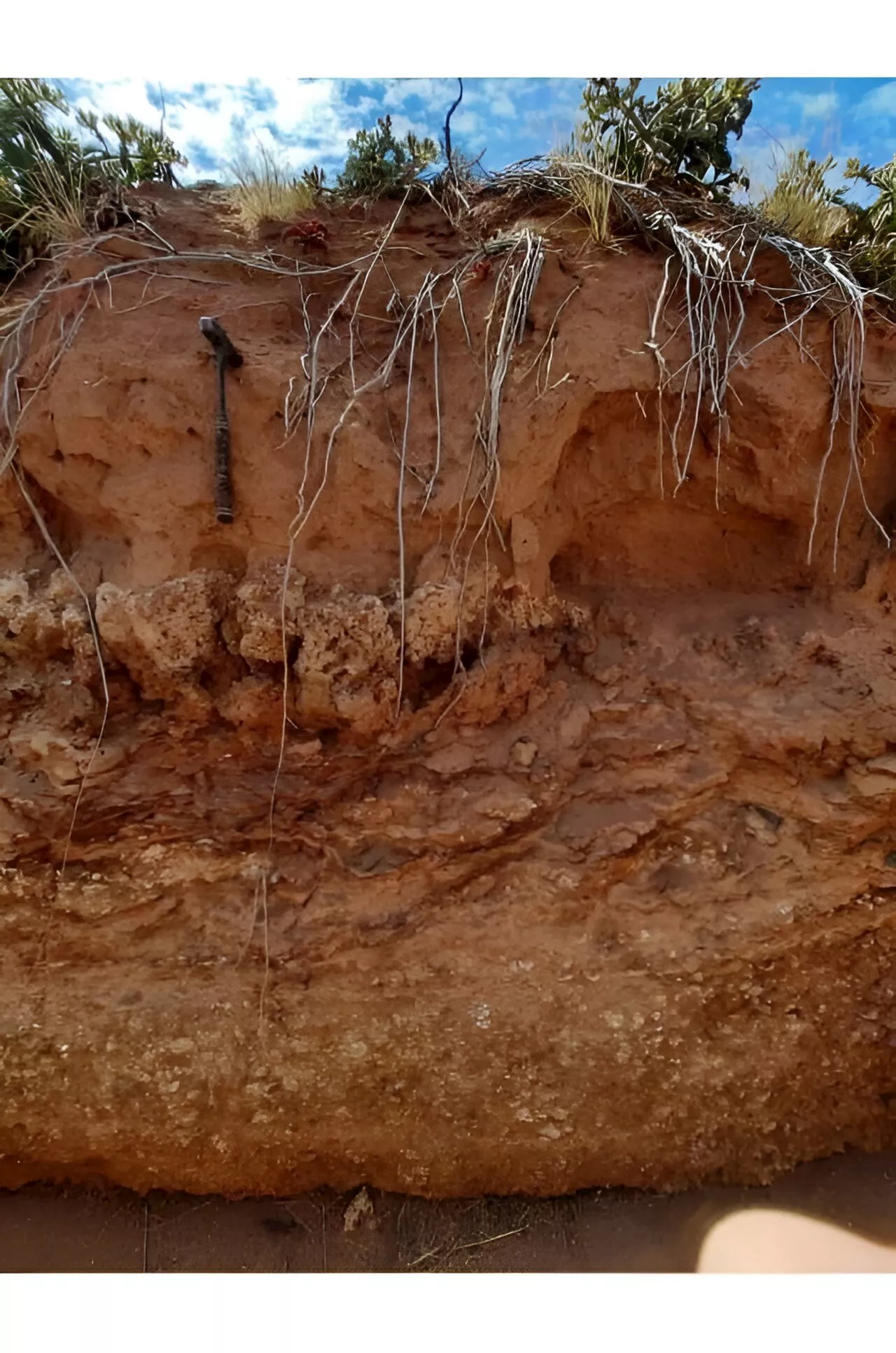 Uncovering ancient wonders: The world's oldest inhabited termite mounds found in South Africa