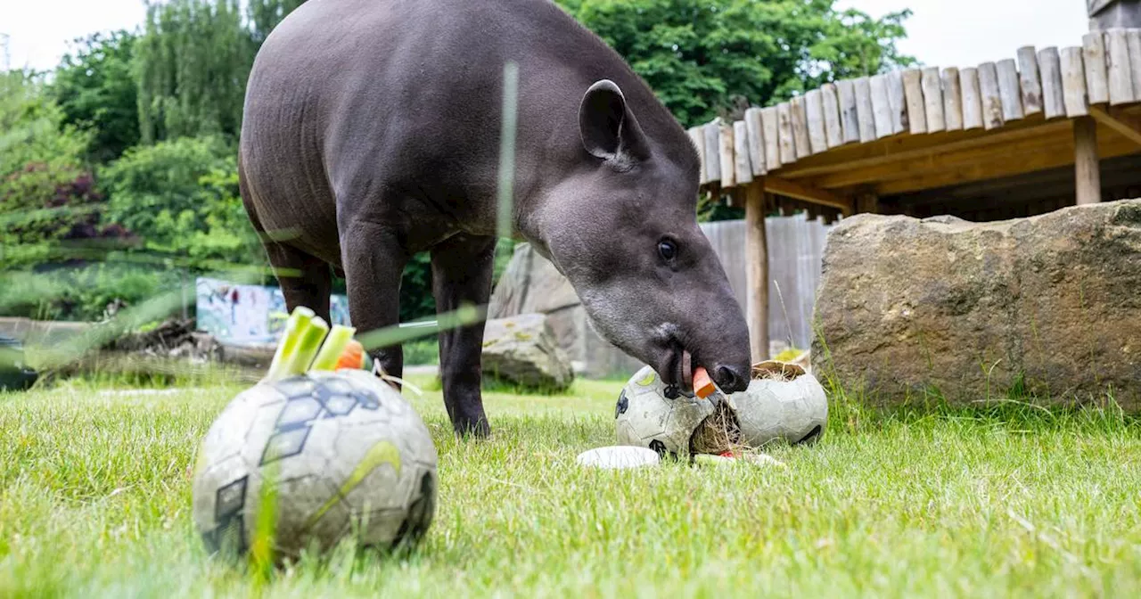 EM-Spiel Deutschland – Schottland: Orakel Tapir Theo hat getippt