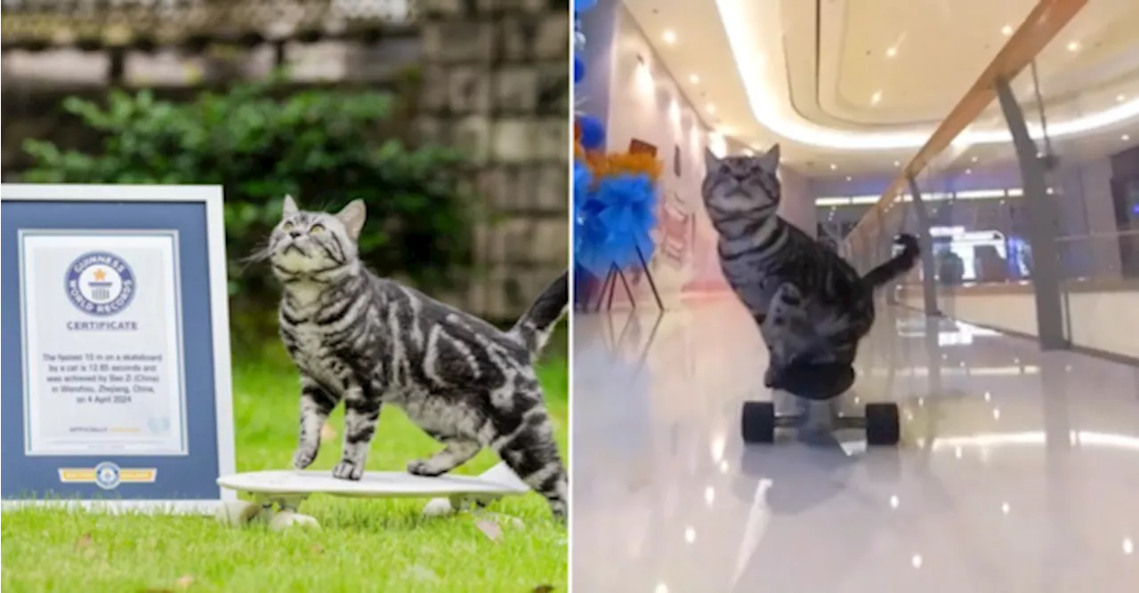 Cat Parents Hilariously React To World's Fastest Skateboarding Cat