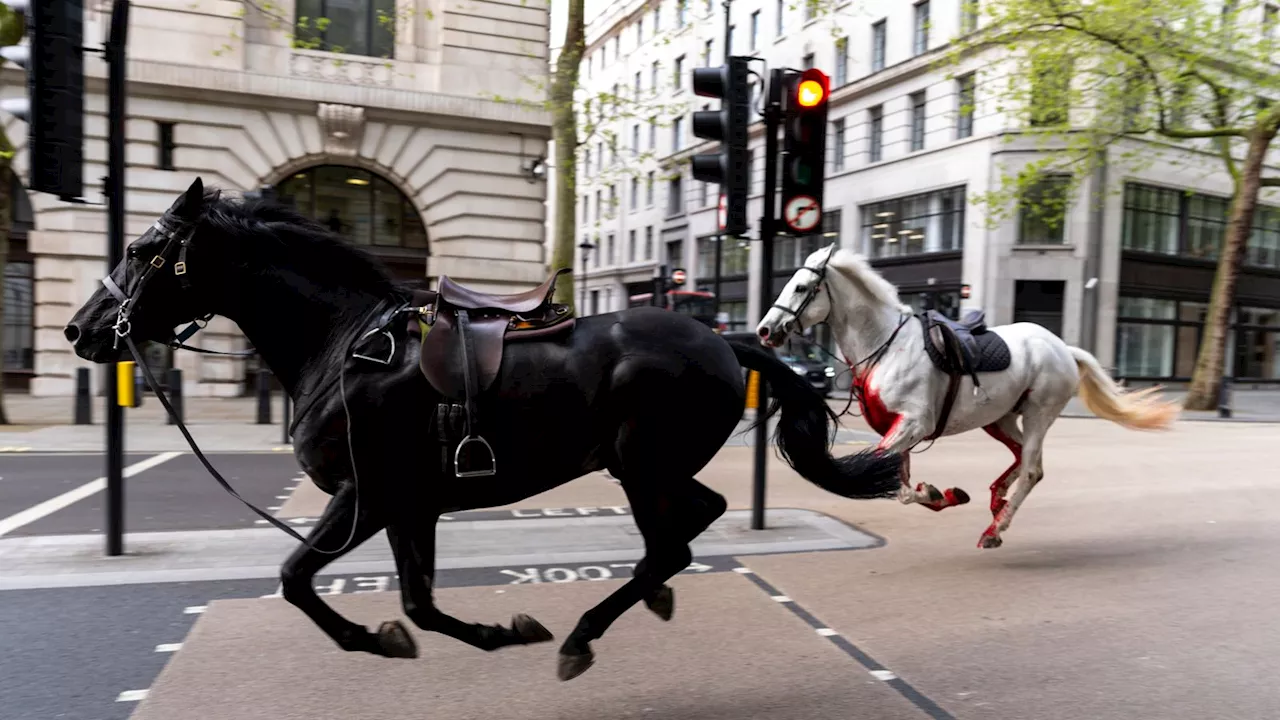 Three horses that got loose and bolted through central London to feature in Trooping the Colour