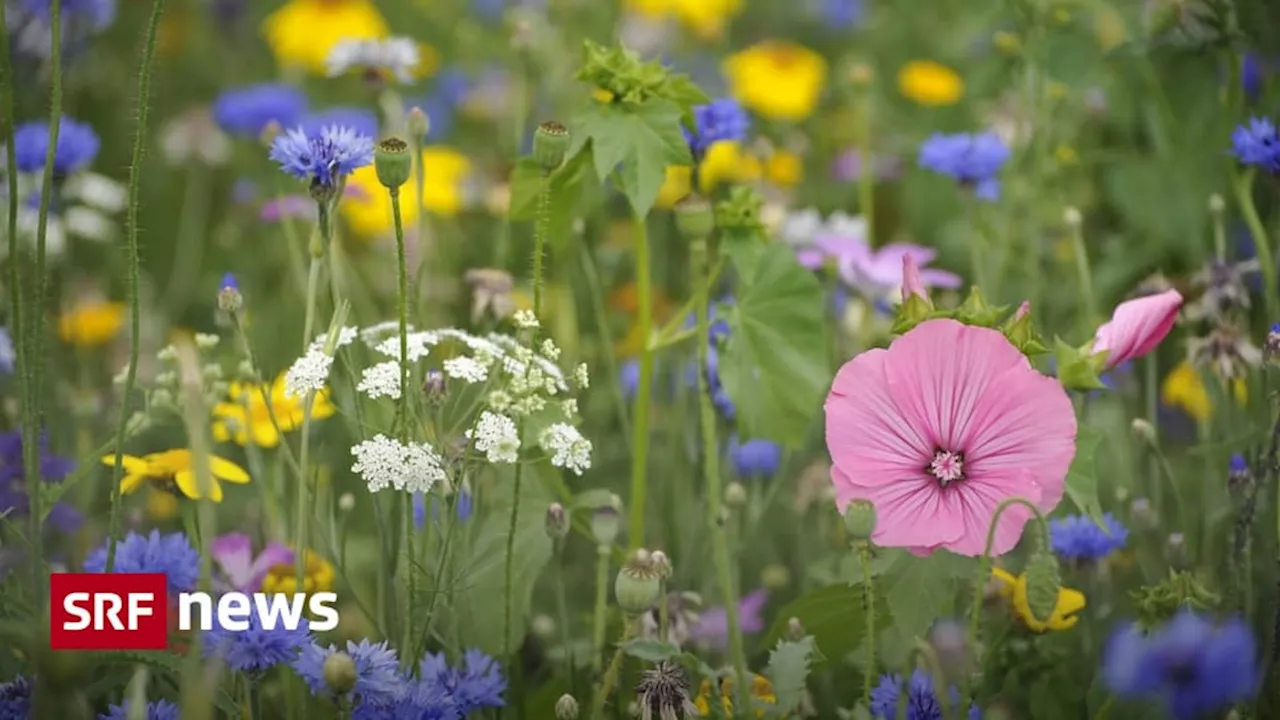 Biodiversitäts-Initiative: Heftiger Abstimmungskampf erwartet