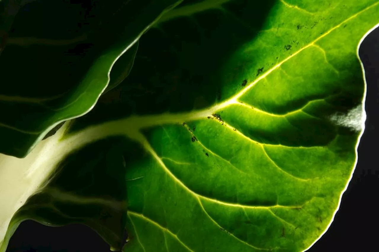 QuickCheck: Do vegetables actually exist?