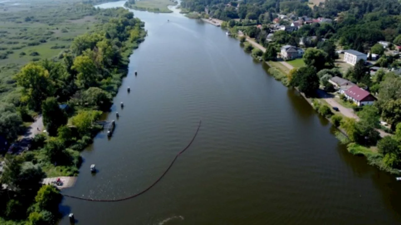 Erneut starker Algenwuchs in Oder - Sorge vor neuem Fischsterben
