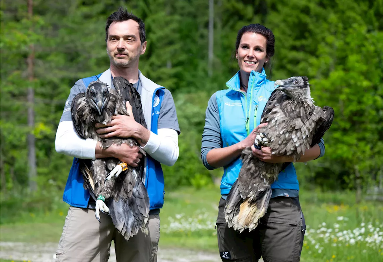 Berchtesgaden: Vogelschützer retten Bartgeier Wiggerl