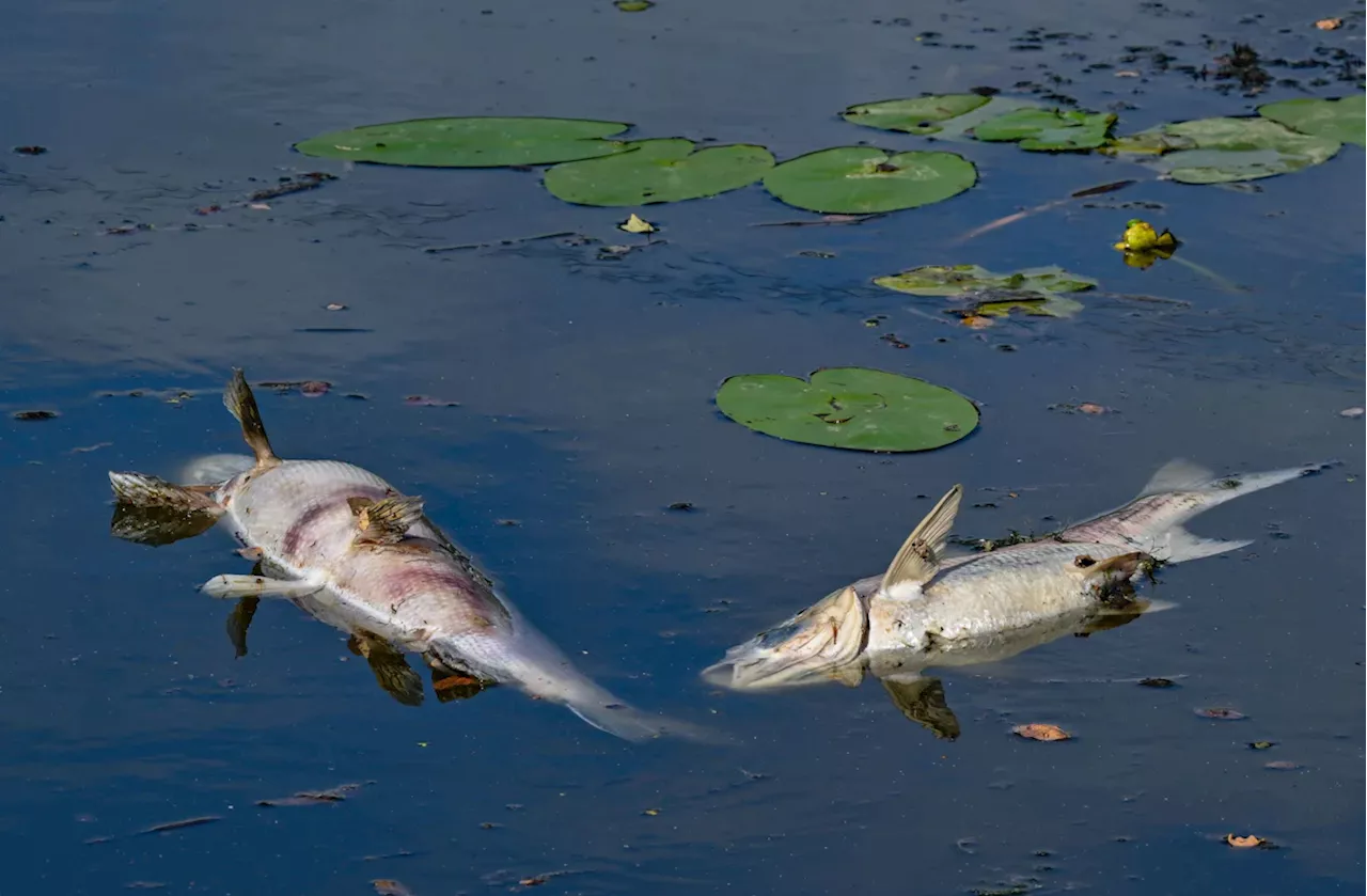 Oder: Das nächste Fischsterben droht