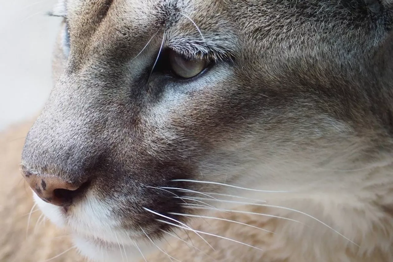 Cougar bites woman in Vancouver Island's Strathcona Park