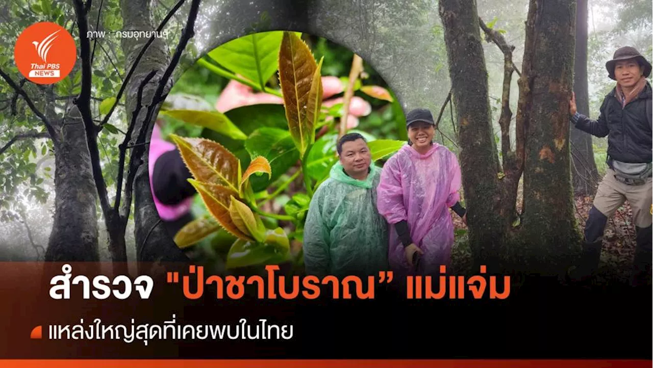 สำรวจ 'ป่าชาโบราณ' แม่แจ่ม แหล่งใหญ่สุดในไทย