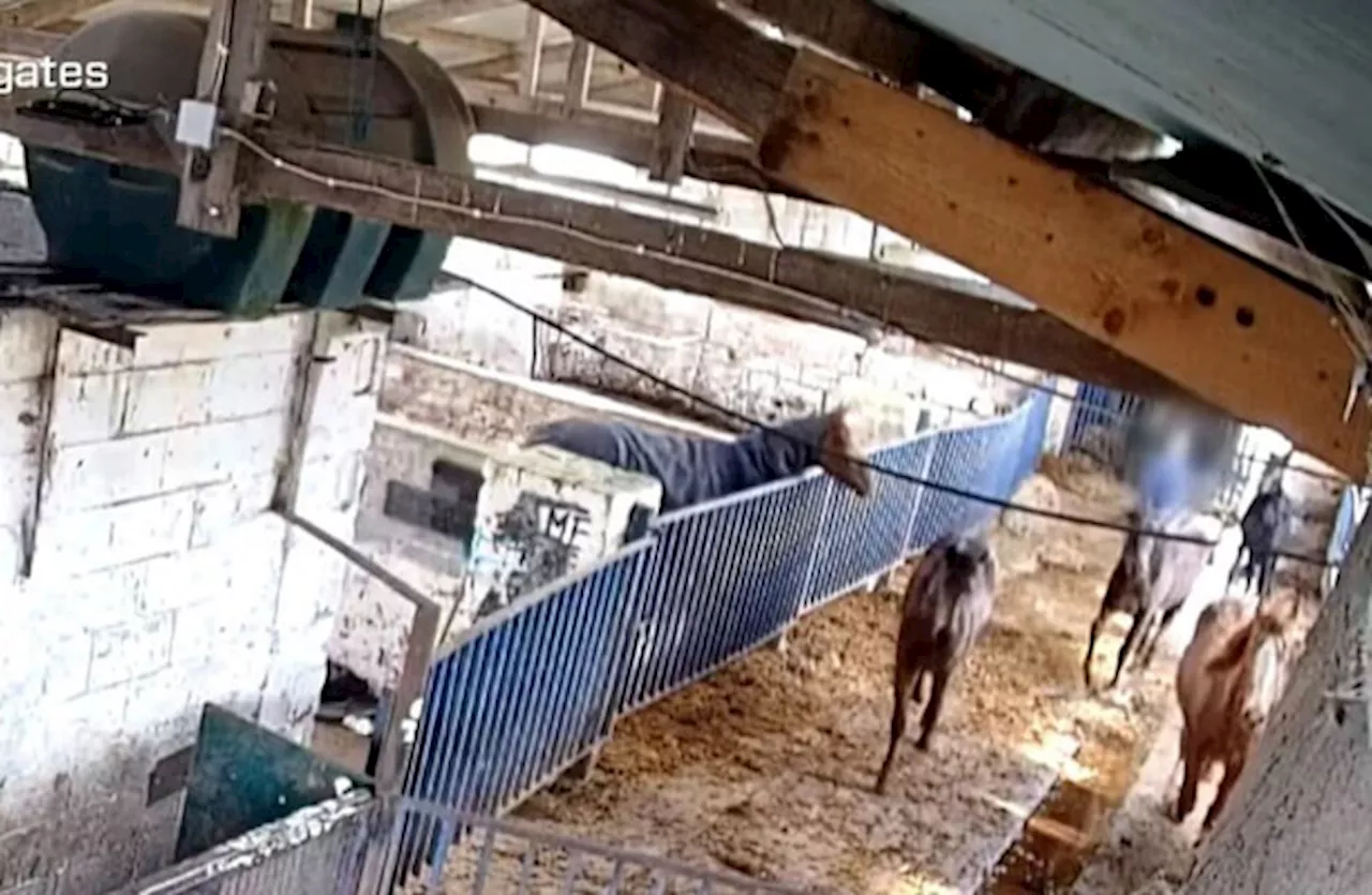 Horse Racing Ireland 'shocked and appalled' at abuses exposed in Ireland's only horse abattior