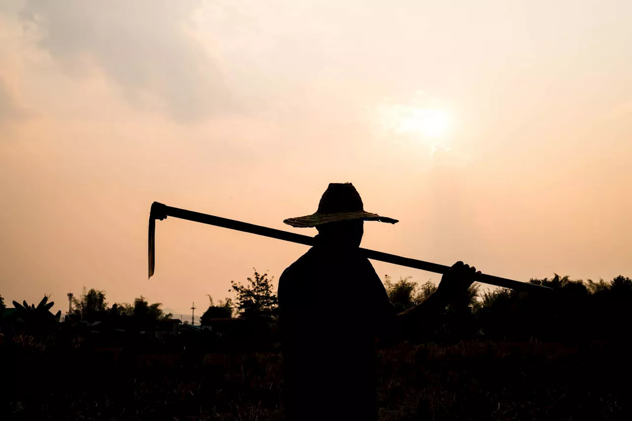 Hunt for allegedly stolen sheep ends with man tied to a tree and murder