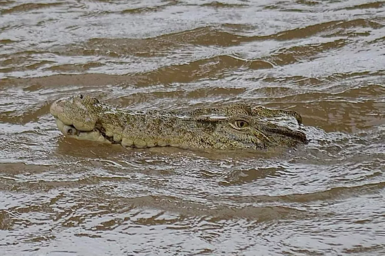 Australian crocodile ends up in soup after eating pet dogs