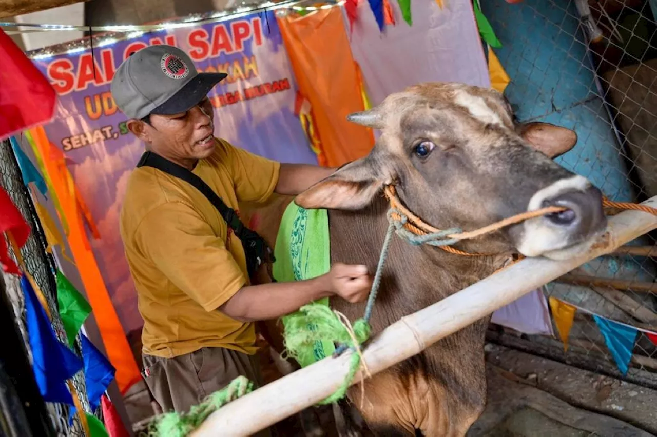 Indonesian 'salon' gets cows in shape for Eid al-Adha sacrifice