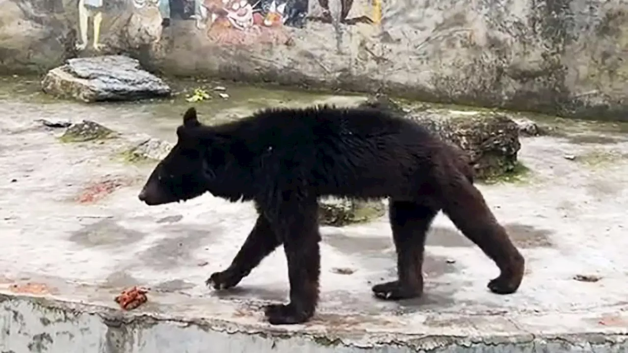 Tragic vid shows ‘world’s saddest bear’ look emaciated after ‘living on bread & veg at skint zoo that can’t...