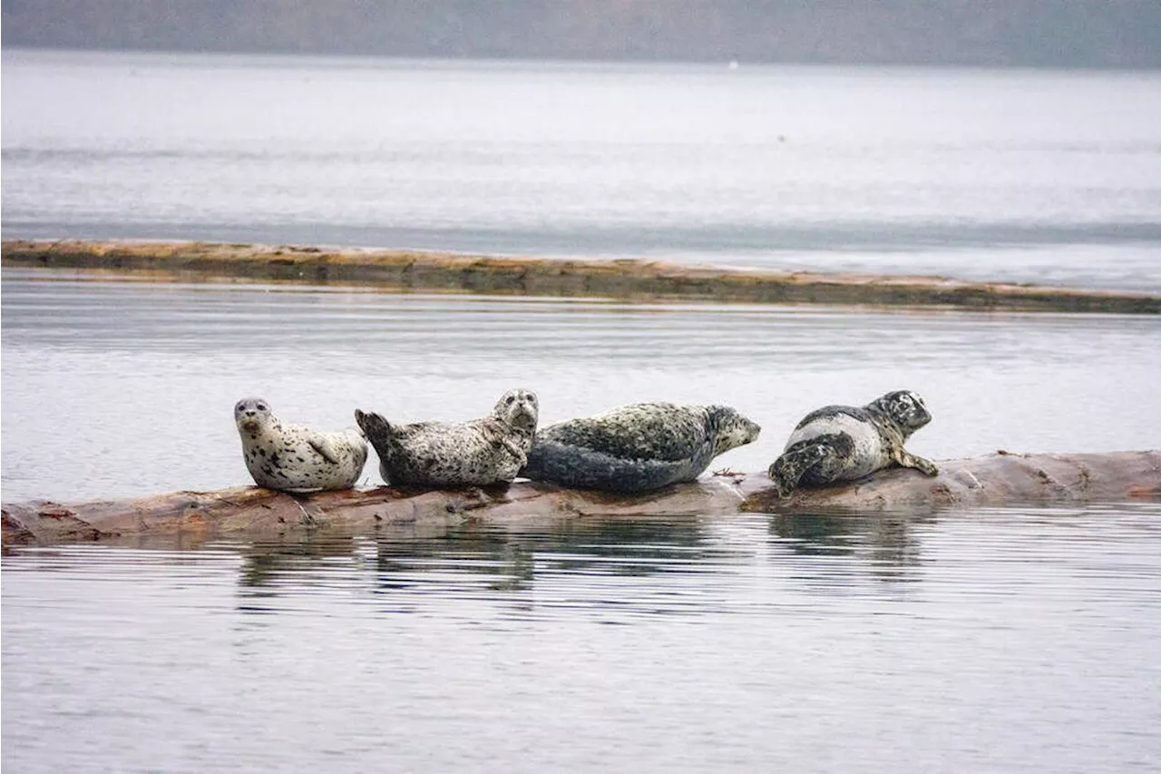 Cowichan estuary log booms provide unfair perch for seals to prey on salmon: study