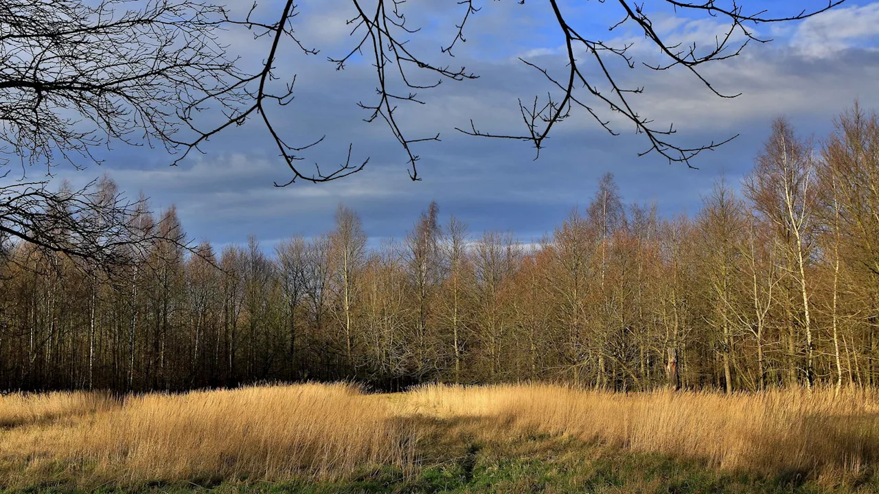 Erste Wildpferde im Rheinischen Revier