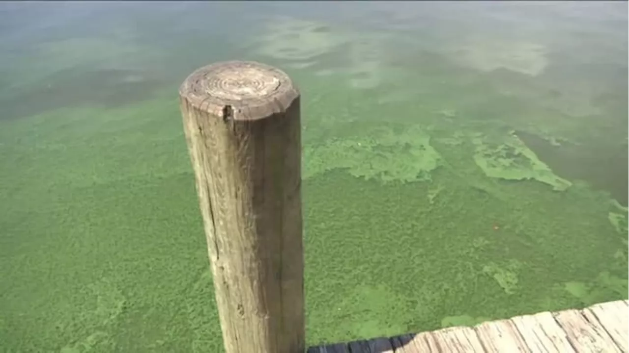 Warning: Doctors Lake has blue-green algae that can be toxic