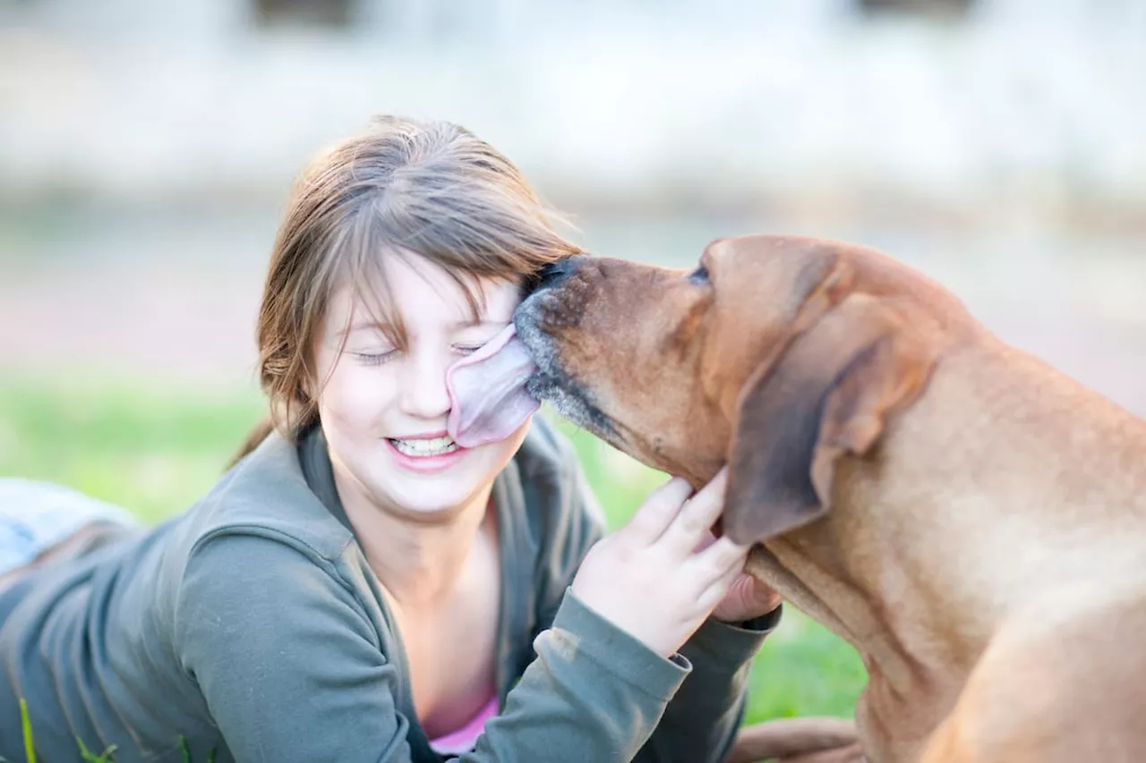 Pilas: estas son las enfermedades que pueden transmitir los perros a través de su saliva