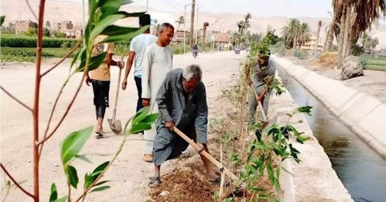 زراعة 3 ملايين شجرة فى المحافظات بتكلفة 98 مليون جنيه.. صور