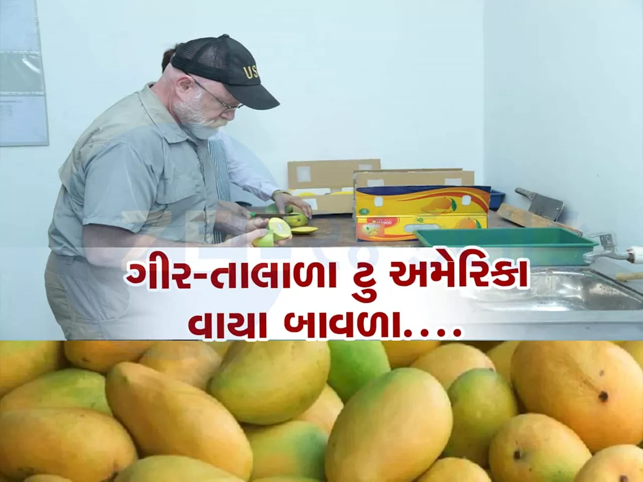 આ ભાવે અમેરિકામાં વેચાય છે ગીરની કેસર કેરી, આ રીતે કેસર કેરીનો સ્વાદ અને સુગંધ પહોંચે છે અમેરિકા