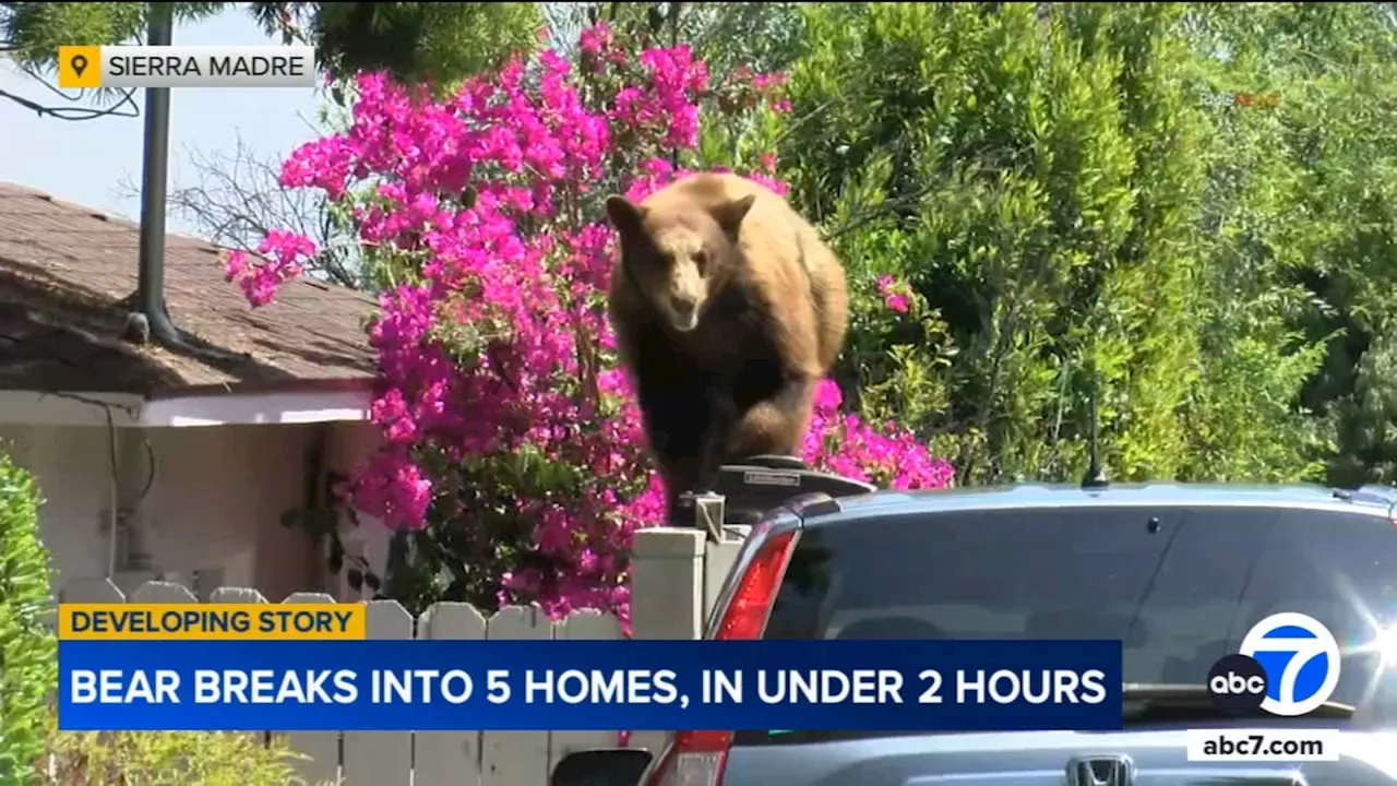 Bear breaks into 5 homes in Sierra Madre within 2-hour span