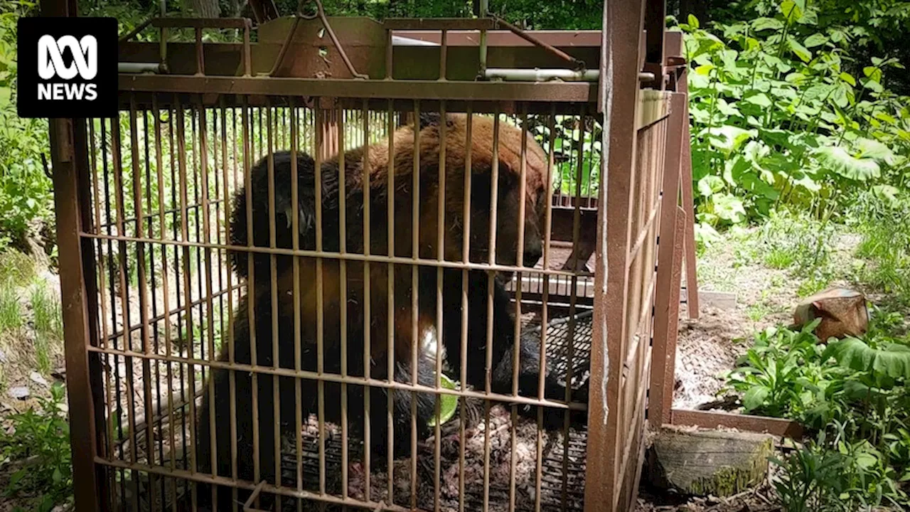 Bears were once excessively killed in Japan. Now they're attacking humans at a record rate