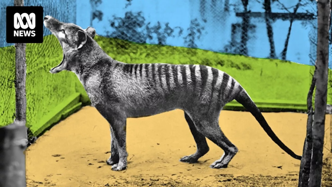 Plans to bring extinct thylacine back to life involves partnership with Tassie wildlife sanctuary