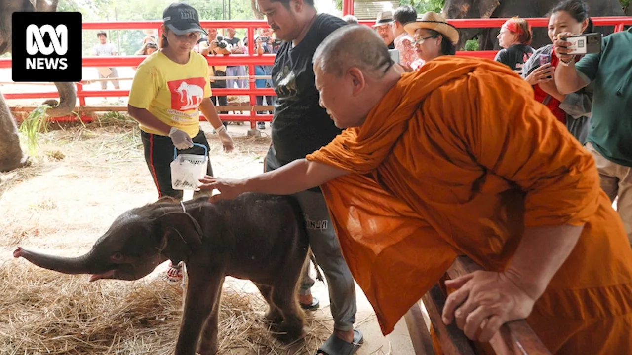 Rare twin elephants in Thailand receive monks' blessings a week after their tumultuous birth