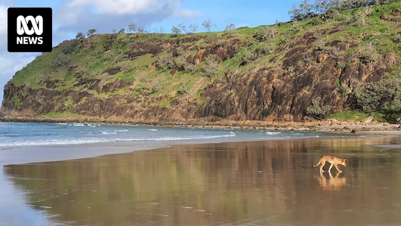 Toddler bitten by dingo on K'gari (Fraser Island), rangers attempt to identify animal responsible