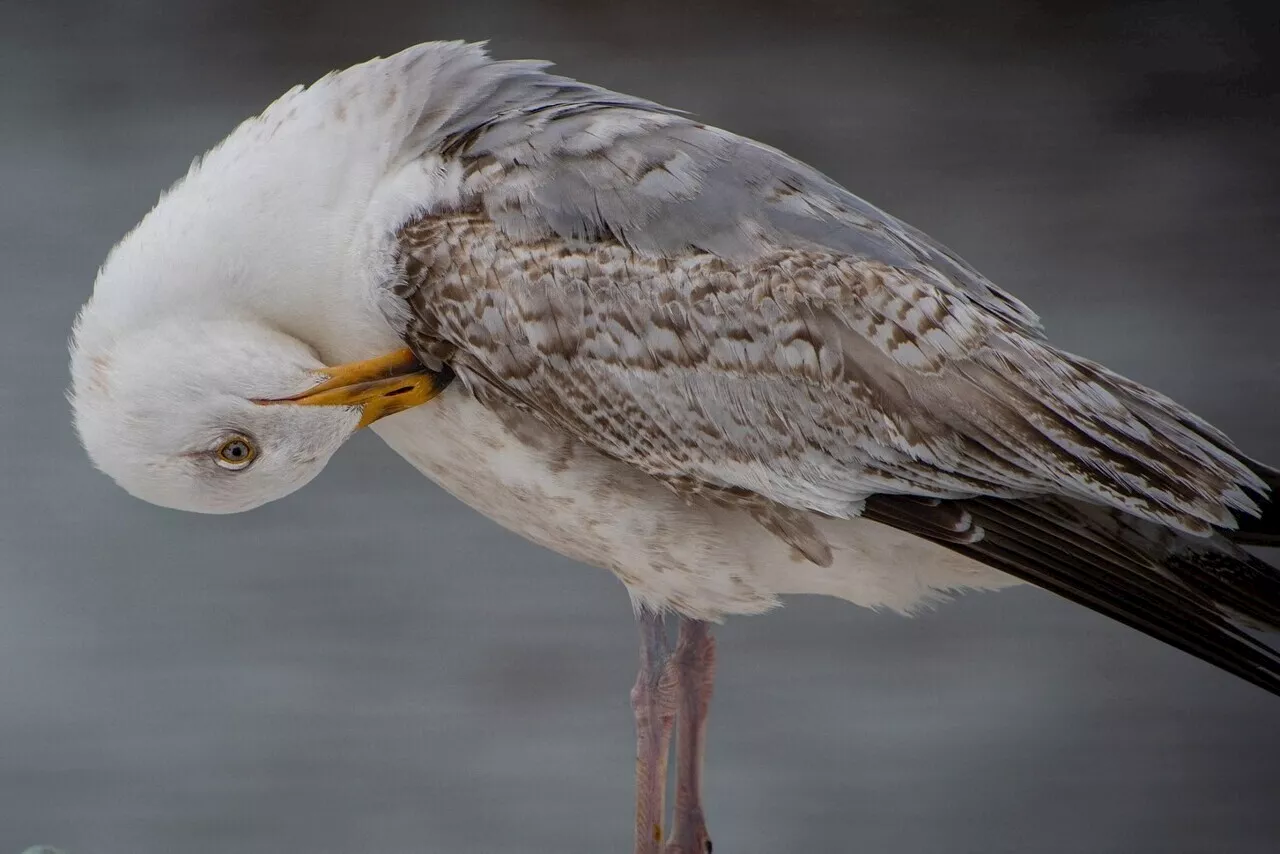 Grippe aviaire : que faire si on trouve un oiseau mort en baie de Saint-Brieuc