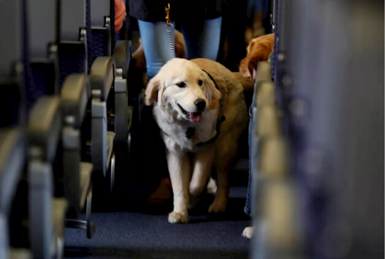 Fluggesellschaft für Hunde geht an den Start und wird verklagt