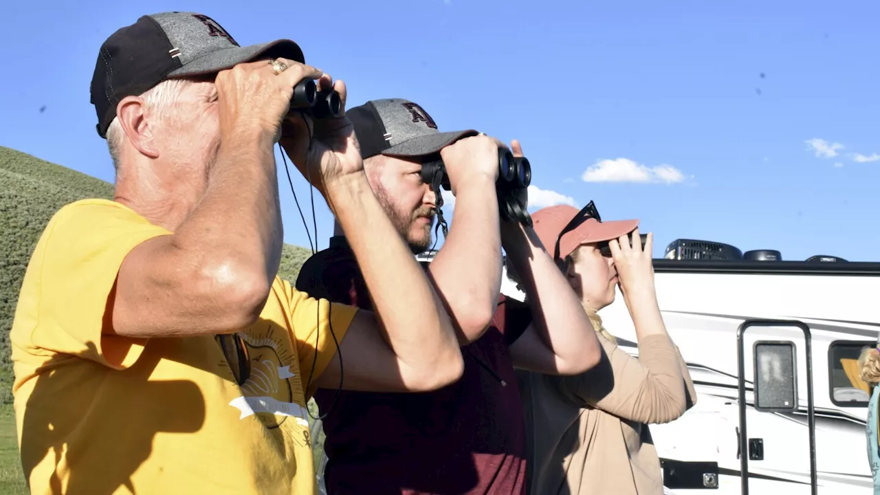 Move over grizzlies and wolves: Yellowstone visitors hope to catch a glimpse of rare white buffalo