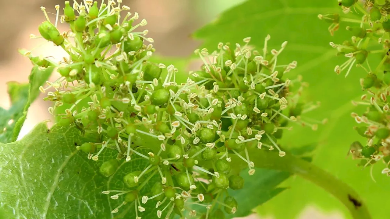 Fränkischer Wein blüht sehr unterschiedlich