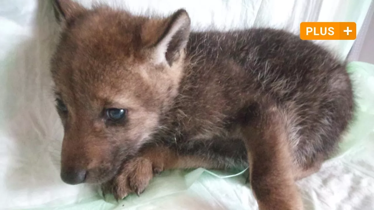 Gefunden in der Rhön: Tierschützerin aus Bad Kissingen nahm Wolfswelpen auf - wie es mit dem Tier weitergeht