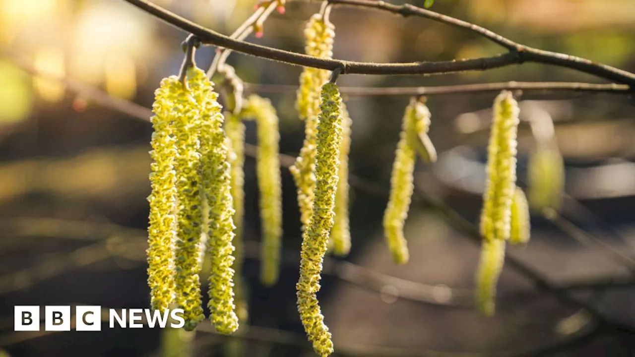 Spelthorne: Plans for Surrey's first tiny forests