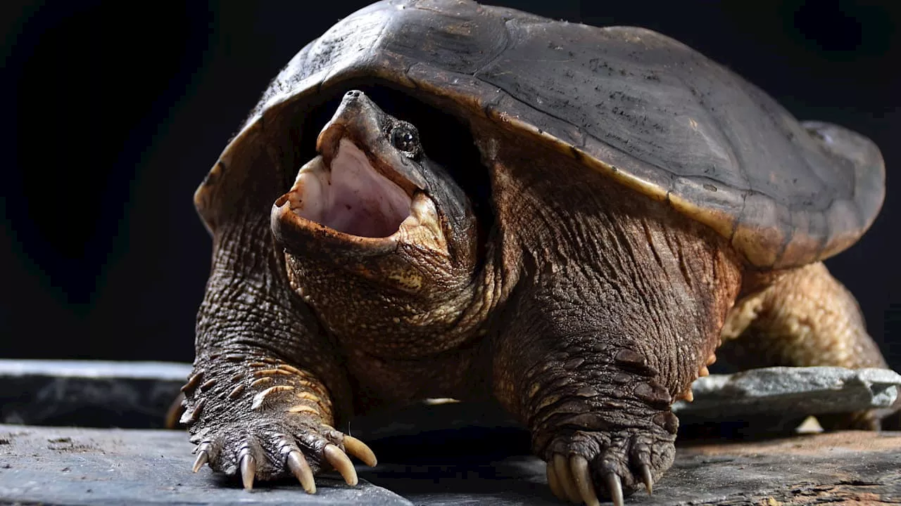 Gefahr in Badeseen: Hochwasser schwemmt mehr Schnapp-Schildkröten an