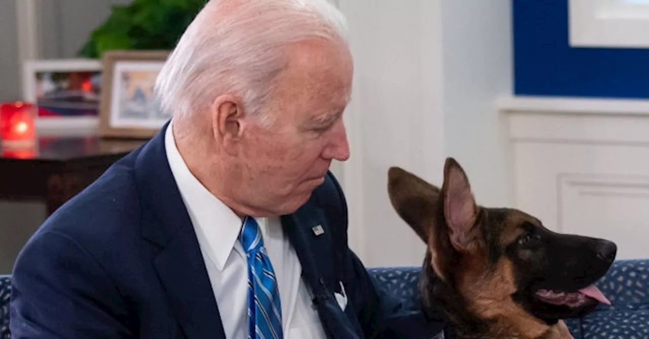 Report: Joe Biden Watched His Dog Commander Bite Secret Service Agents, Then Accused Them of Lying